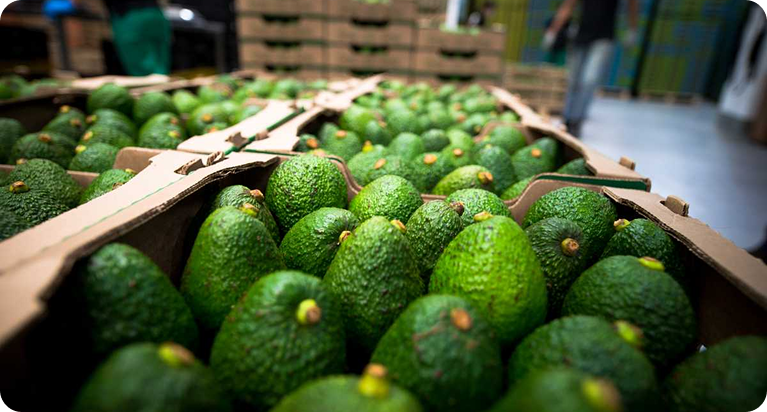 Fortalecimiento Empresarial de las Asociaciones del Clúster Aguacate del Tolima