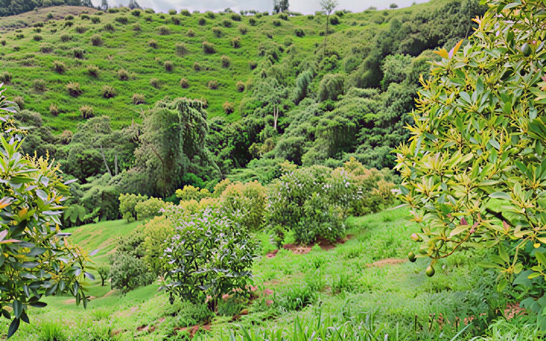 ASISTENCIA TÉCNICA ESPECIALIZADA PARA EL MEJORAMIENTO DE LOS PROCESOS DE COSECHA